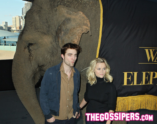 photocall water Robert e Reese a Sydney con lelefante